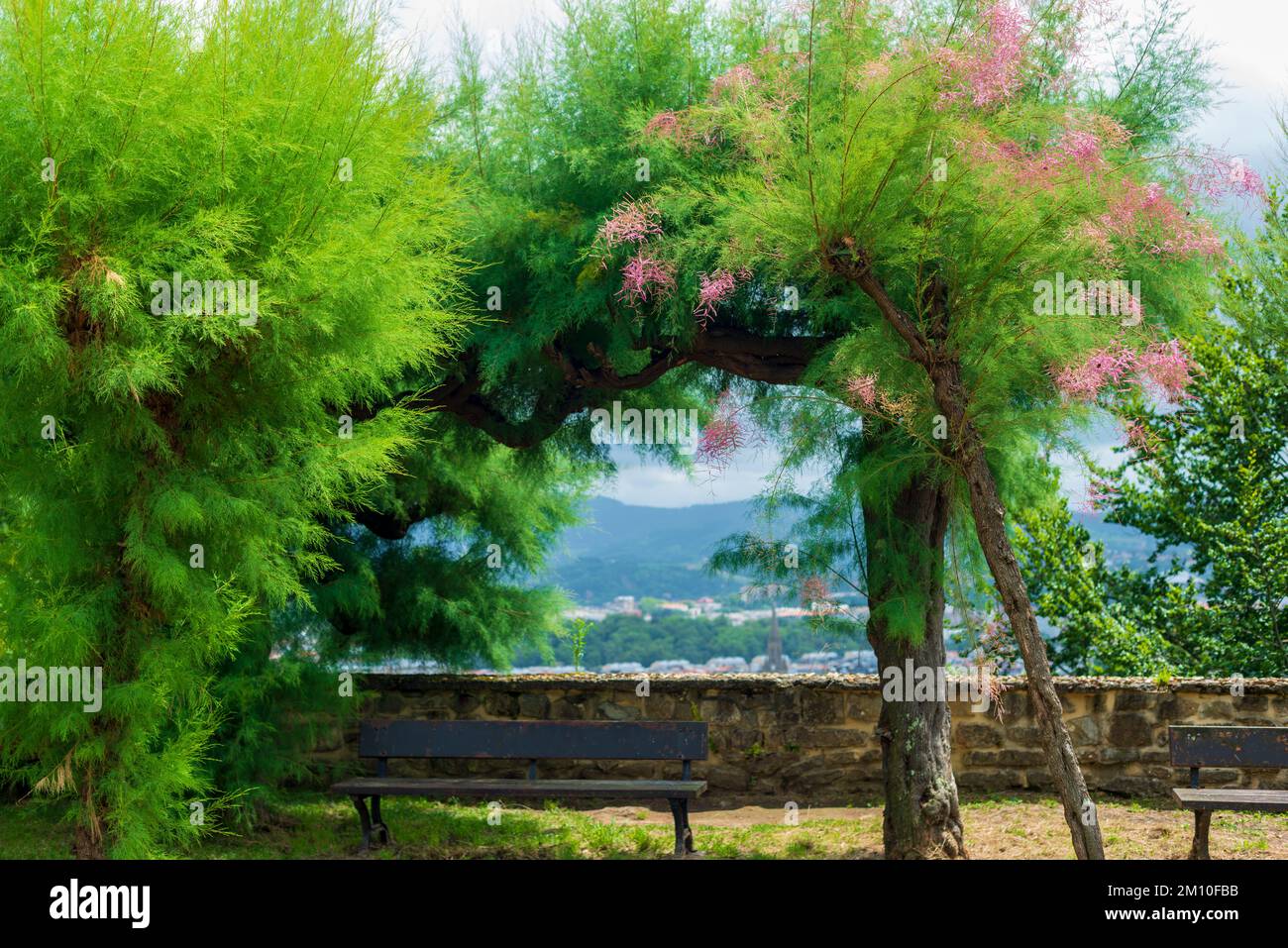 Sunshine thru trees hi-res stock photography and images - Alamy