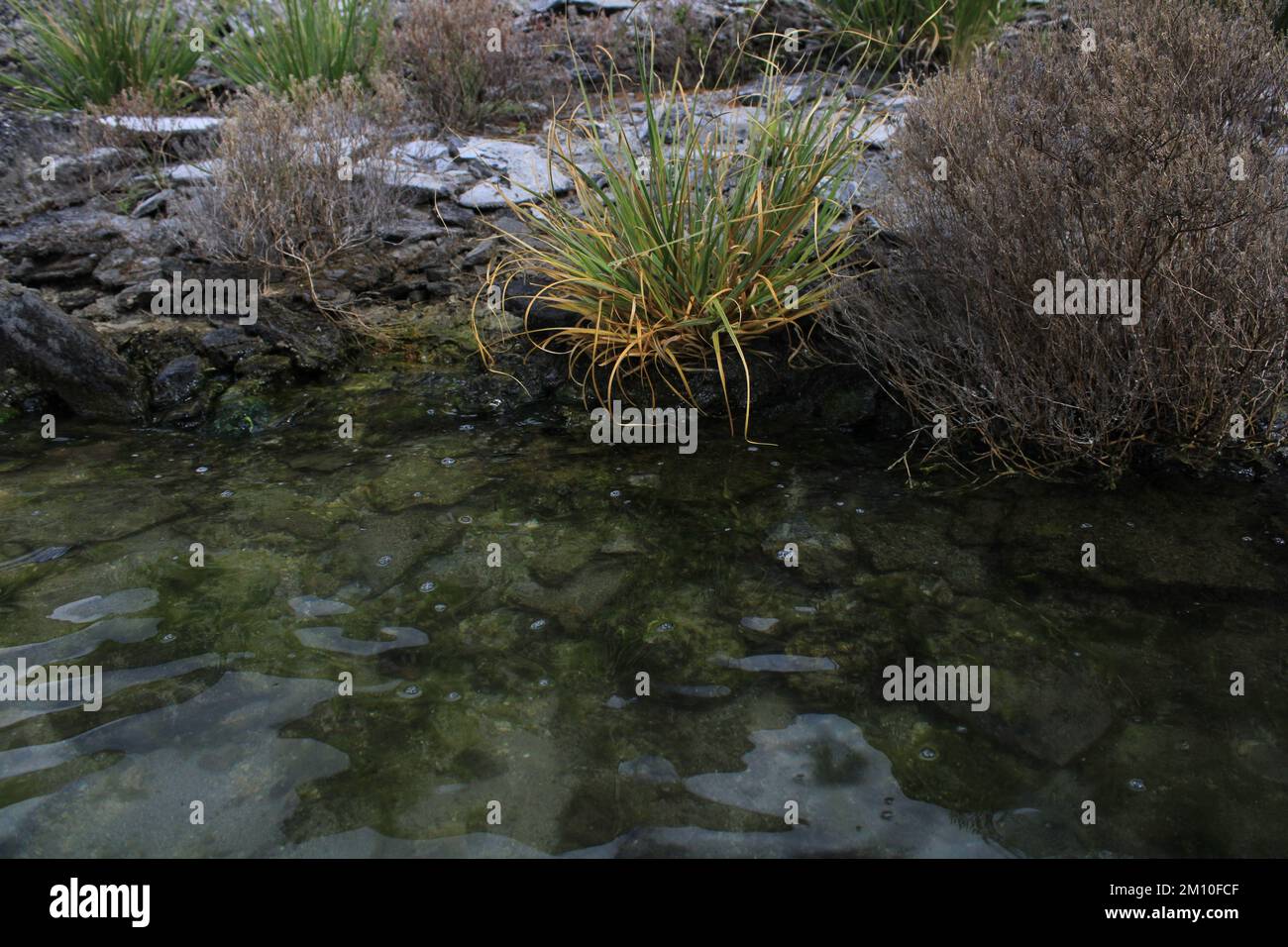 Water weeds growing in hi-res stock photography and images - Alamy