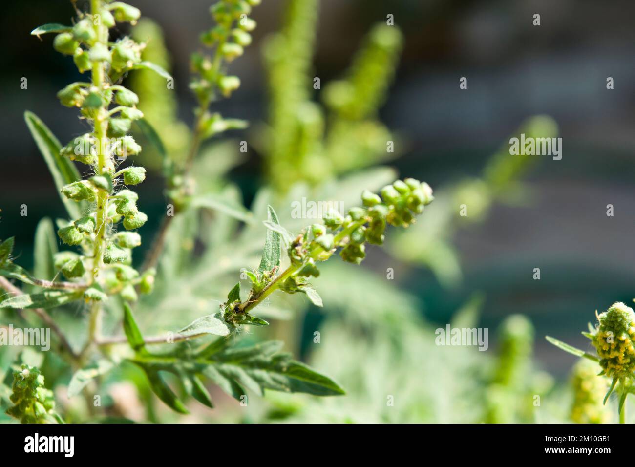 Close up photo of ragweed flowers. The ragweed pollen is notorious for causing allergic reactions in humans, specifically allergic rhinitis. Stock Photo