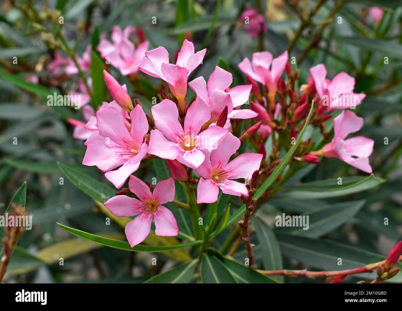 Pink oleander flowers (Nerium oleander) on garden Stock Photo Alamy