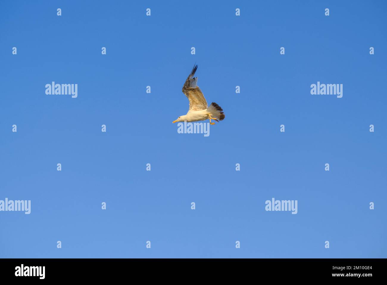 seagull in flight across the blue sky. Bird flying. Natural background Stock Photo