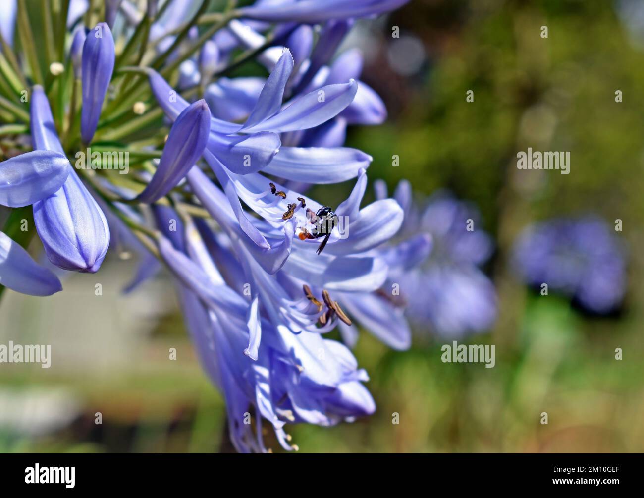 Stingless bee pollinating agapanthus flowers Stock Photo