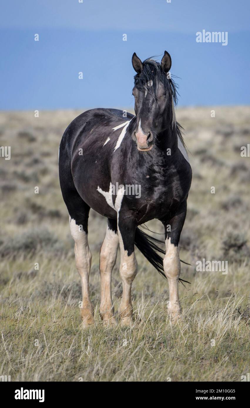 A black Mustang horse standing on grass ground in McCullough Peaks Area