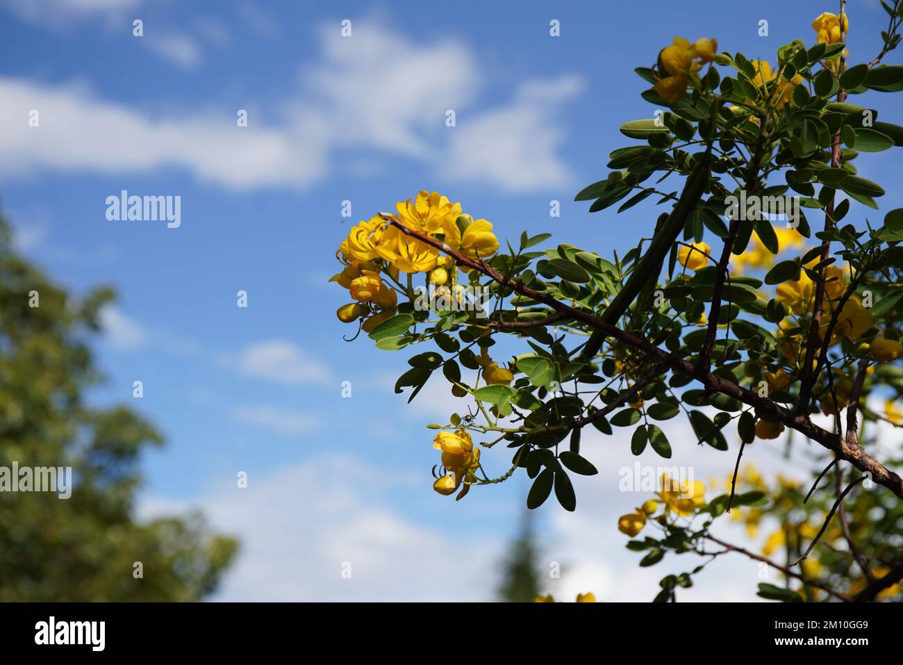A low angle of yellow Senna bicapsularis flowers in the tree under blue sky Stock Photo