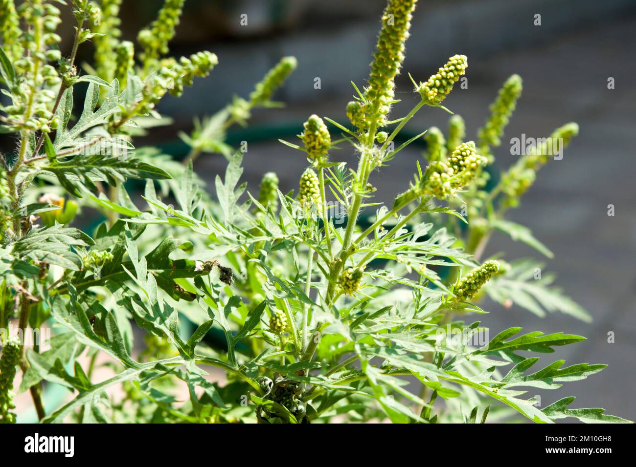 Close up photo of ragweed flowers. The ragweed pollen is notorious for