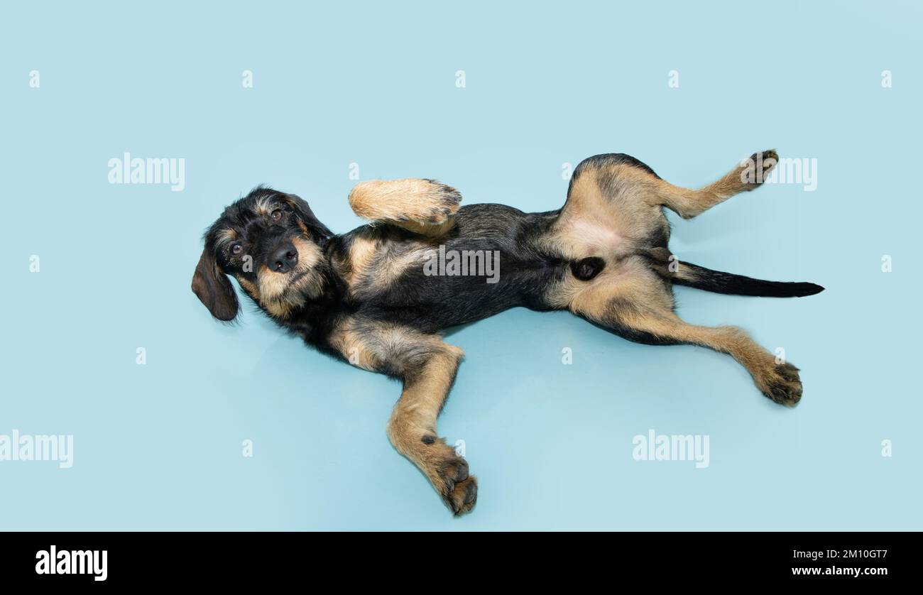 Where Are Puppy Testicles Located