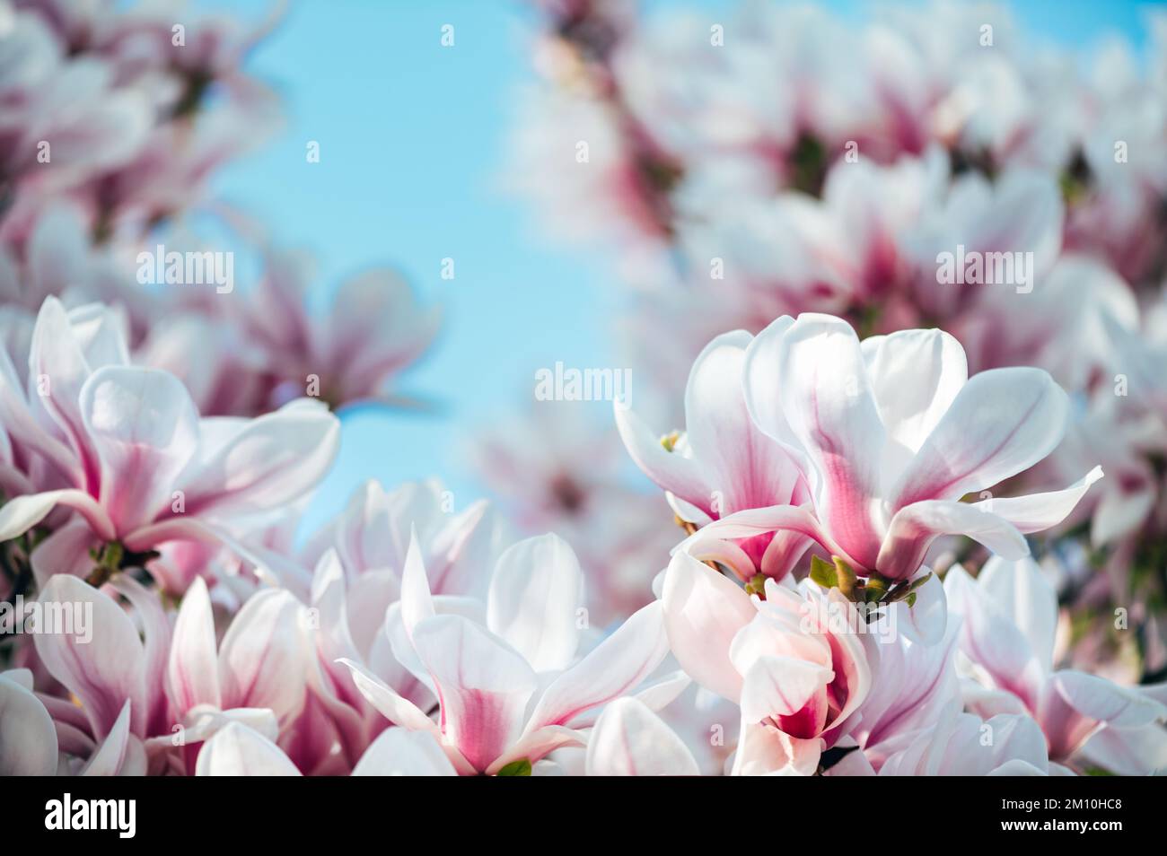 Pink Magnolia Tree with Blooming Flowers during Springtime Stock Photo ...
