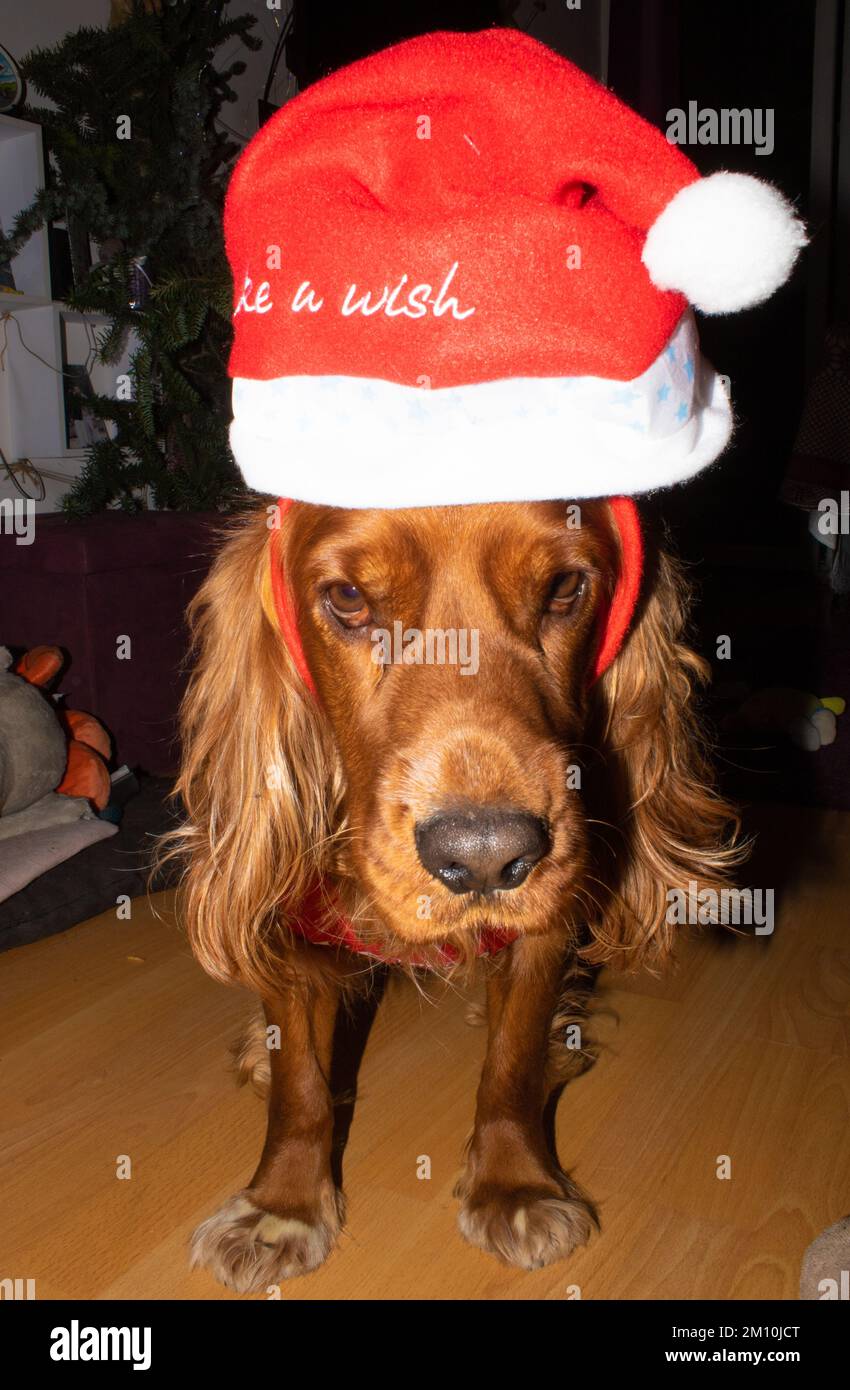 Cute one year and nine months old English Cocker Spaniel Johnny decorated and posing with Santa Claus's deer horns and hat  and glasses Stock Photo