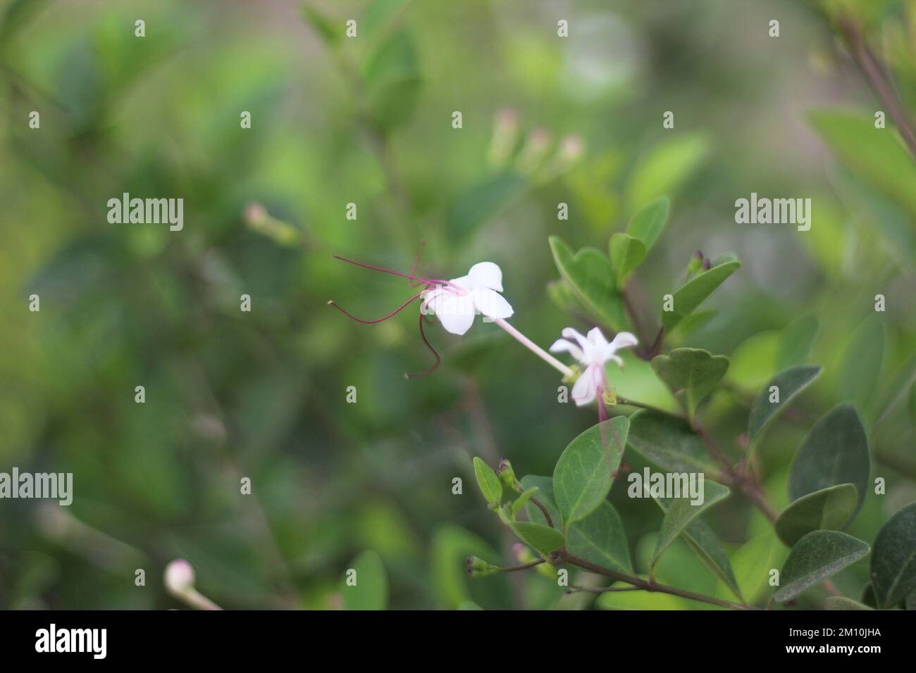 Little rose tree hi-res stock photography and images - Alamy