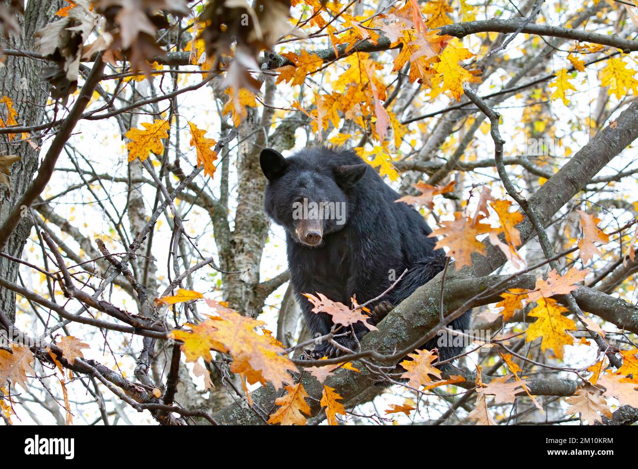 Black bear sitting up in a tree in autumn in Canada Stock Photo - Alamy