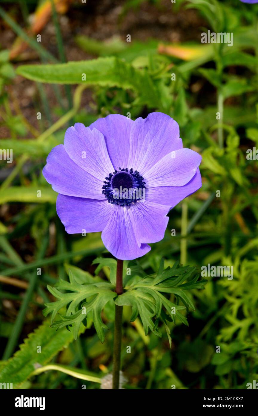 Single Violetblue Anemone Coronaria (De Caen Group) 'Mr Fokker' Flower grown at the Eden