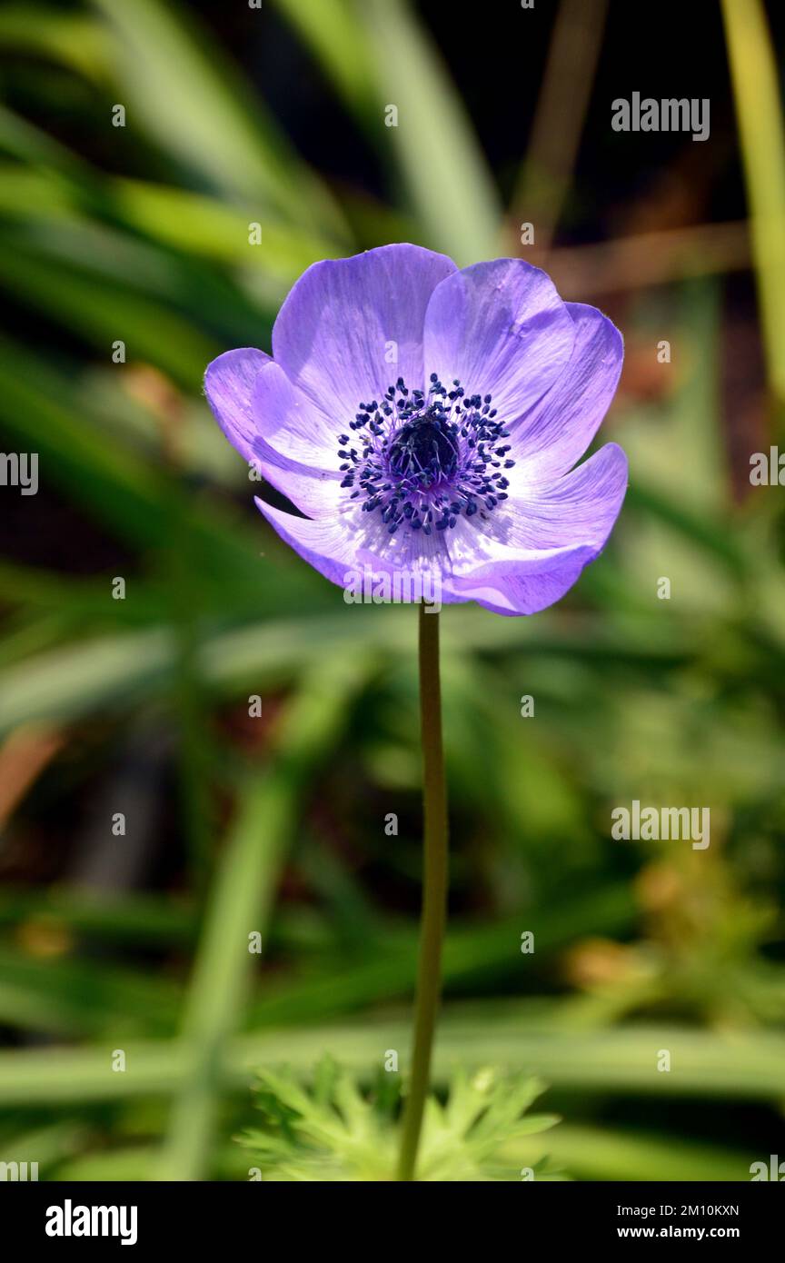 Single Violetblue Anemone Coronaria (De Caen Group) 'Mr Fokker' Flower