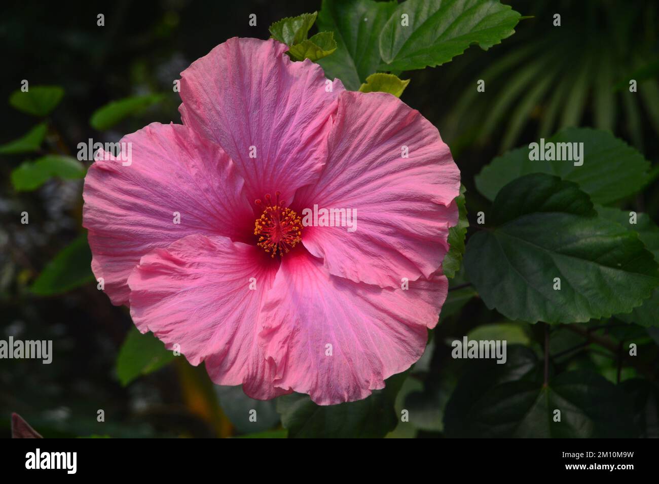 Single Pale Pink Hibiscus (Rosa-sinensis) Flower grown at the Eden Project, Cornwall, England, UK. Stock Photo