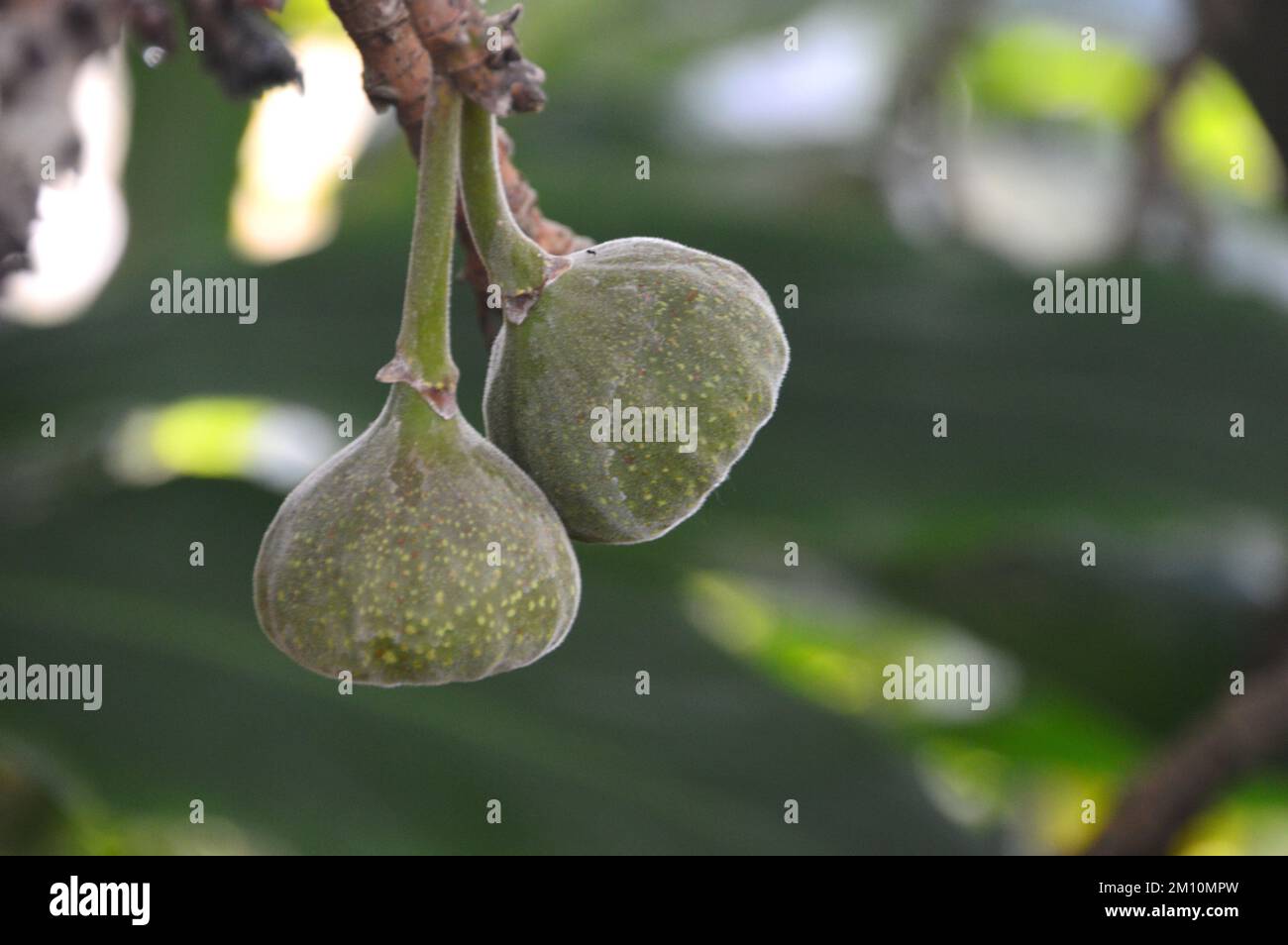 Pair of Green Roxburgh Figs (Ficus Auriculata) Hanging from Tree grown at the Eden Project, Cornwall, England, UK. Stock Photo
