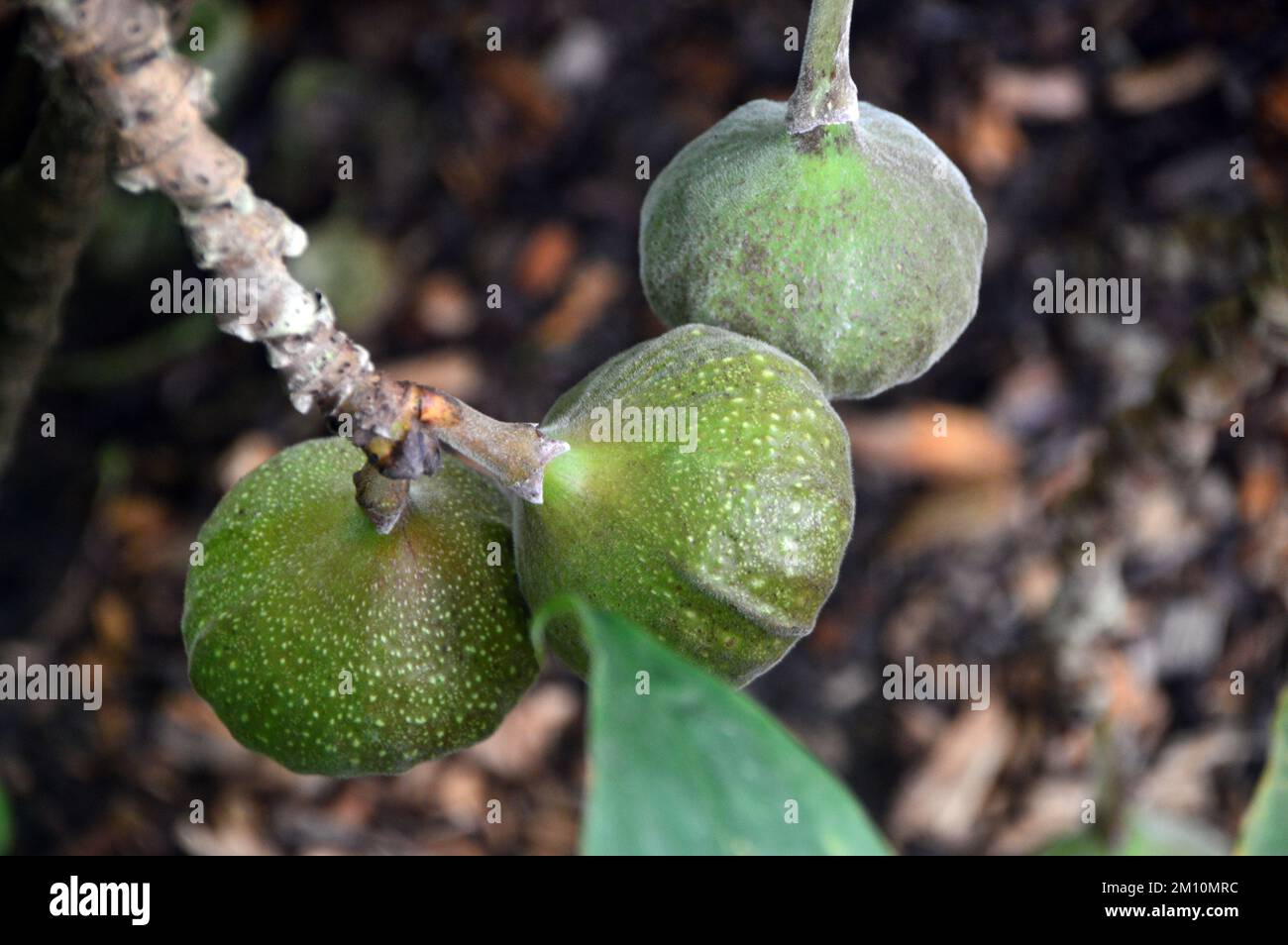 Three Green Roxburgh Figs (Ficus Auriculata) Hanging from Tree grown at the Eden Project, Cornwall, England, UK. Stock Photo