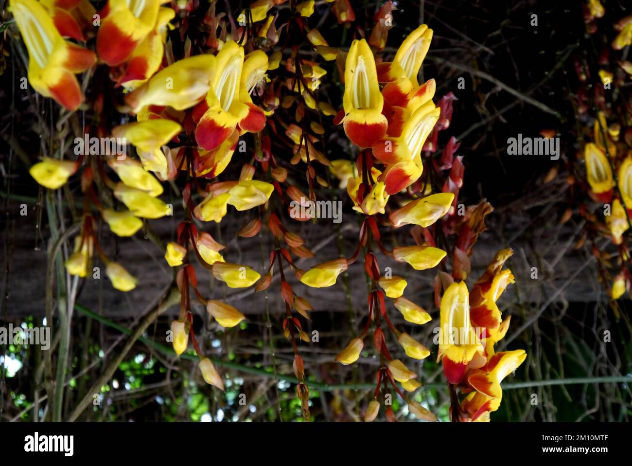 Red/Yellow Mysore Clock Vine (Thunbergia Mysorensis) 'Brick And Butter