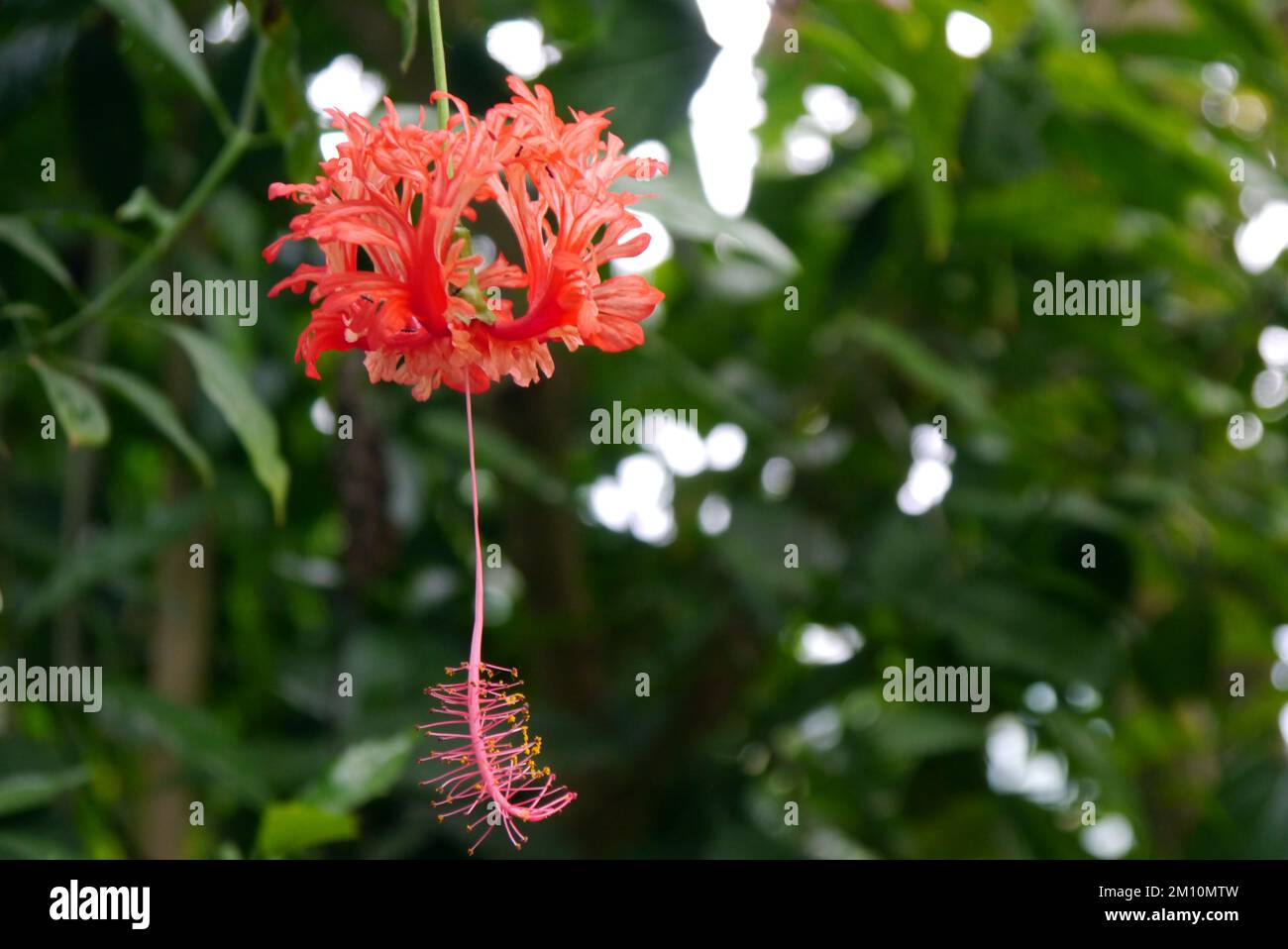 Red Hibiscus Schizopetalus (Japanese Lantern) Flower grown at the Eden