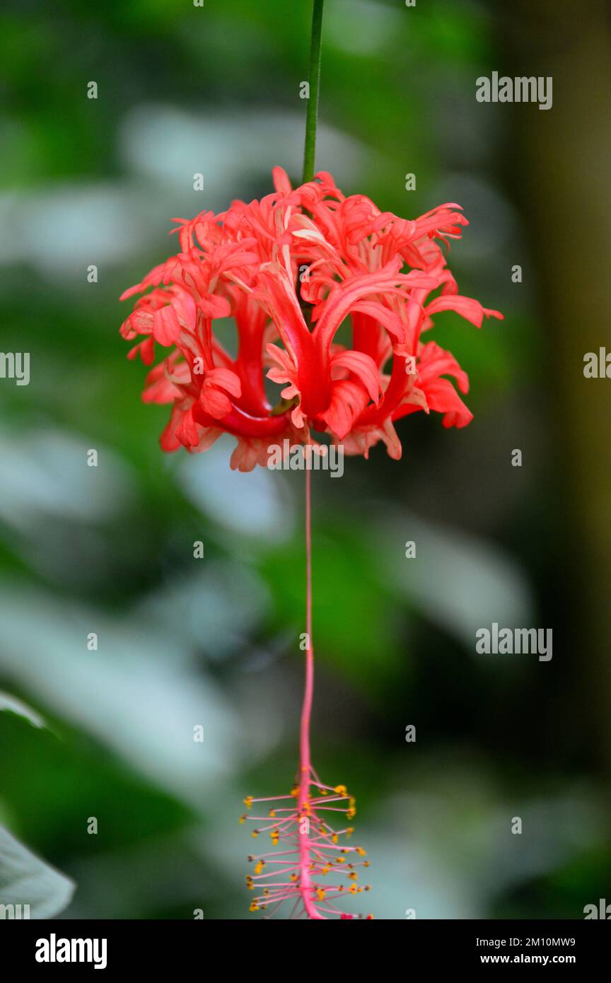 Red Hibiscus Schizopetalus (Japanese Lantern) Flower grown at the Eden