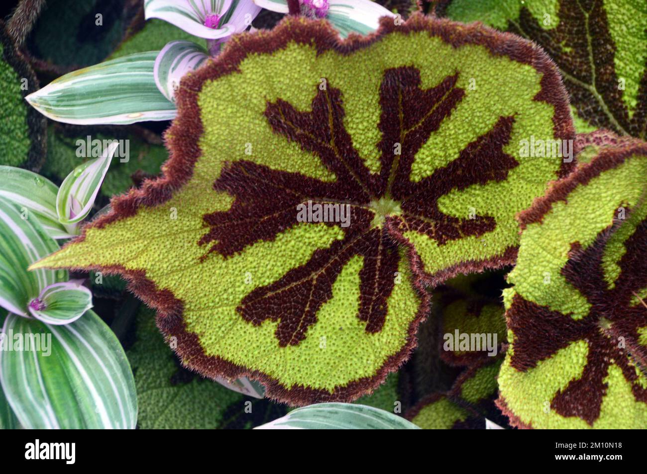 Exotic Green & Brown Begonia Masoniana (Iron Cross Begonia) Leaves grown at the Eden Project, Cornwall, England, UK. Stock Photo