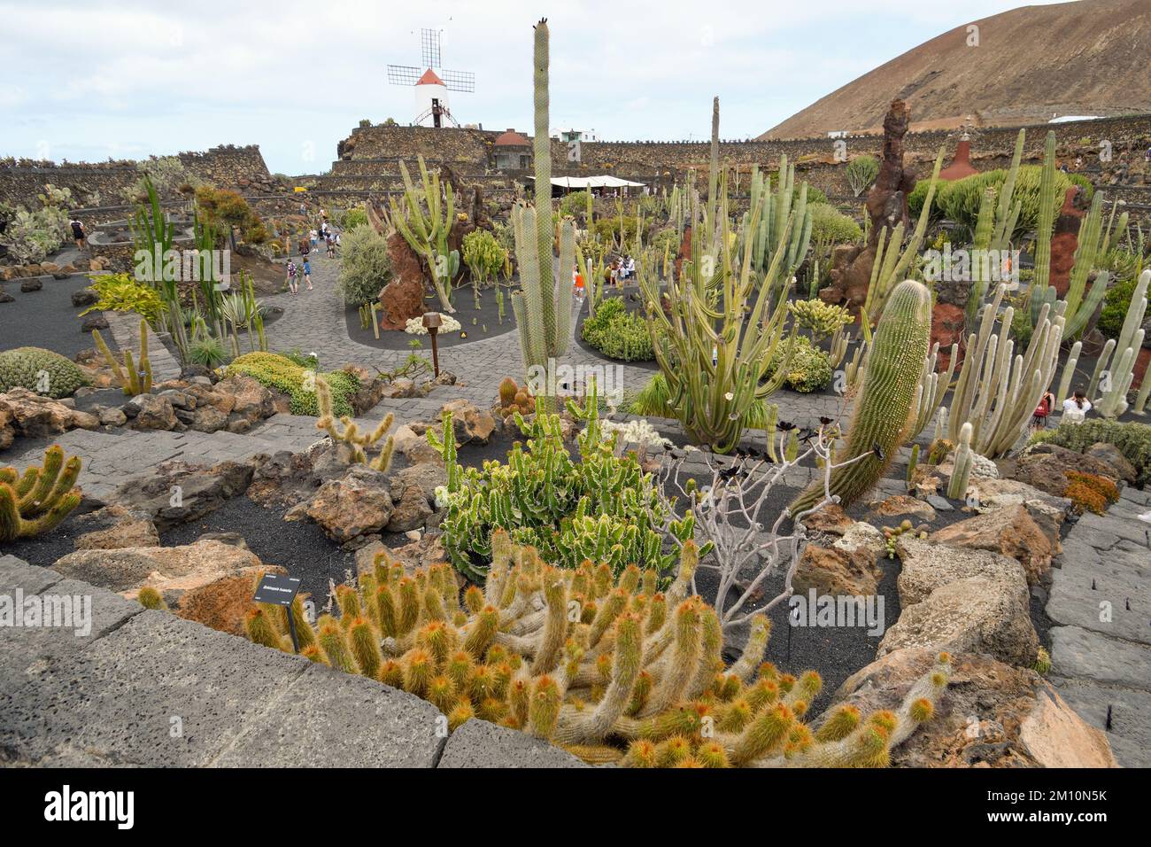 Cactus garden in Lanzarote island Stock Photo