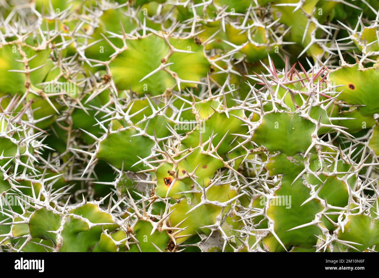 Close up of Euphorbia grandicornis cactus Stock Photo