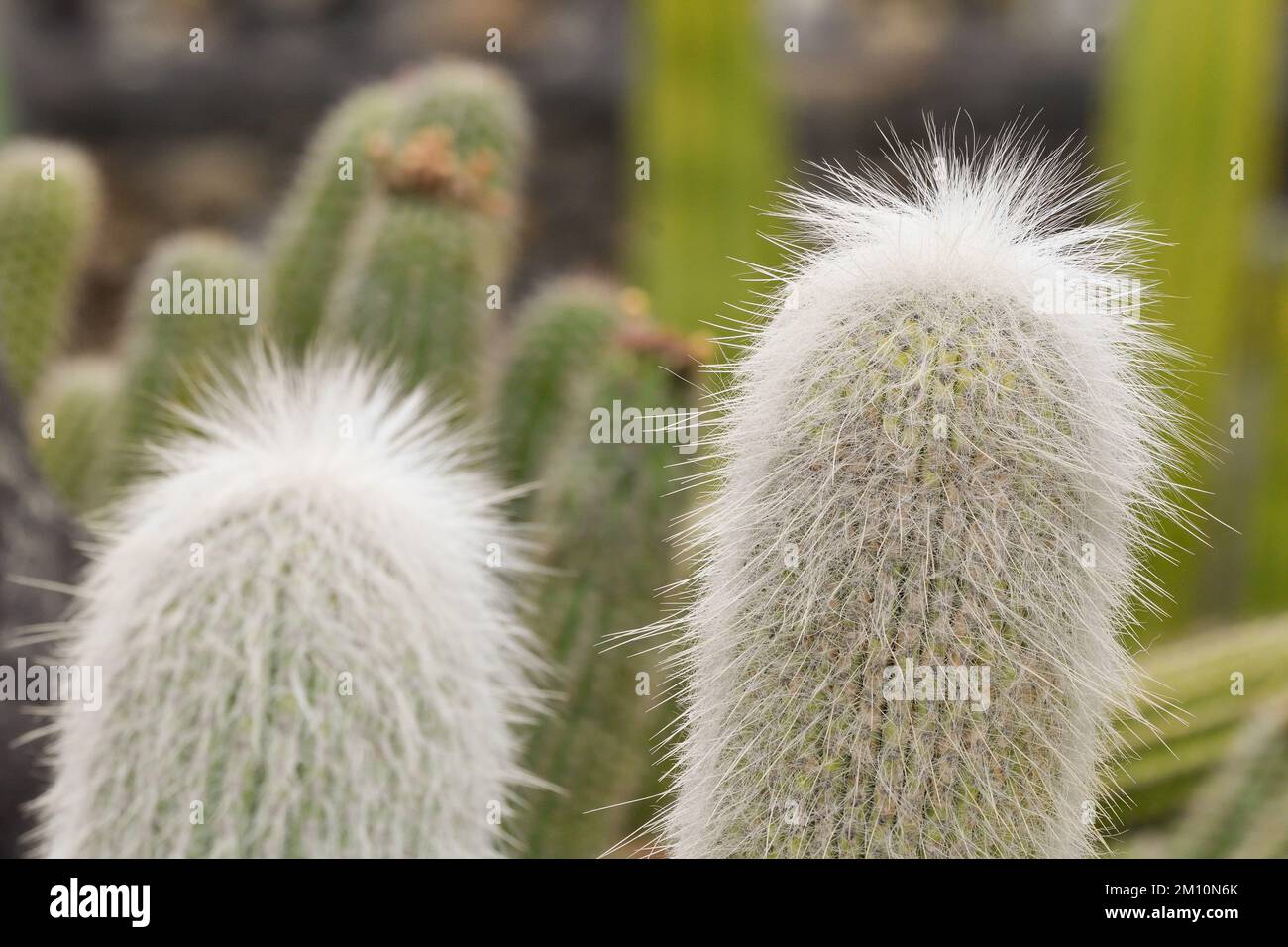 closeup of cleistocactus strausii cactus Stock Photo