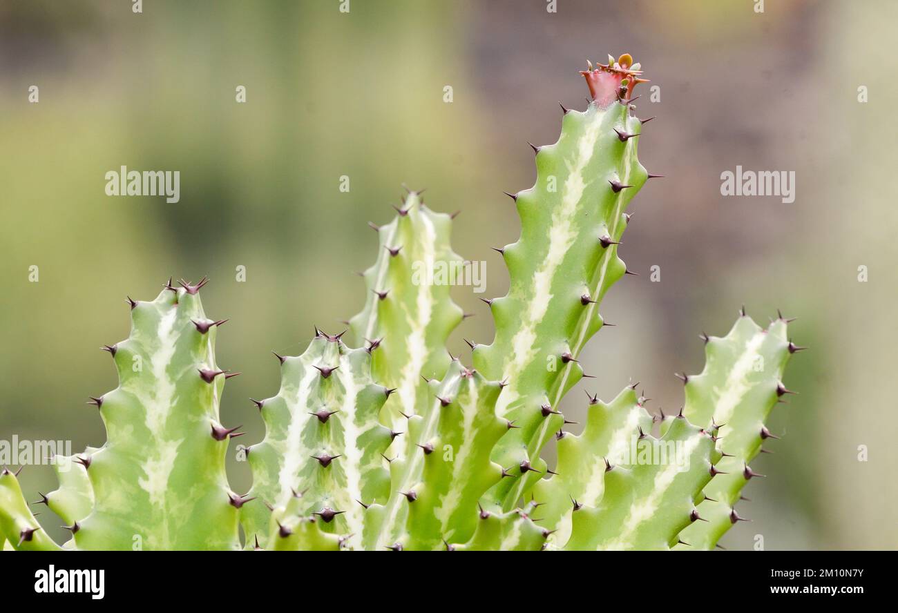 closeup of a cactus with a reddish flower Stock Photo