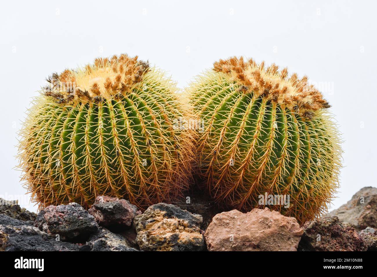 Close up of Echinocactus grusonii Stock Photo