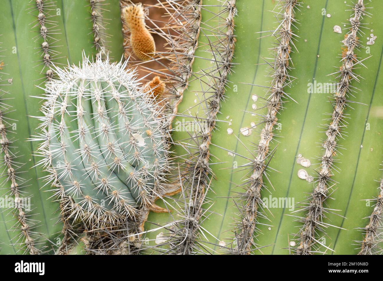 Close up of Stenocereus thurberi cactus Stock Photo