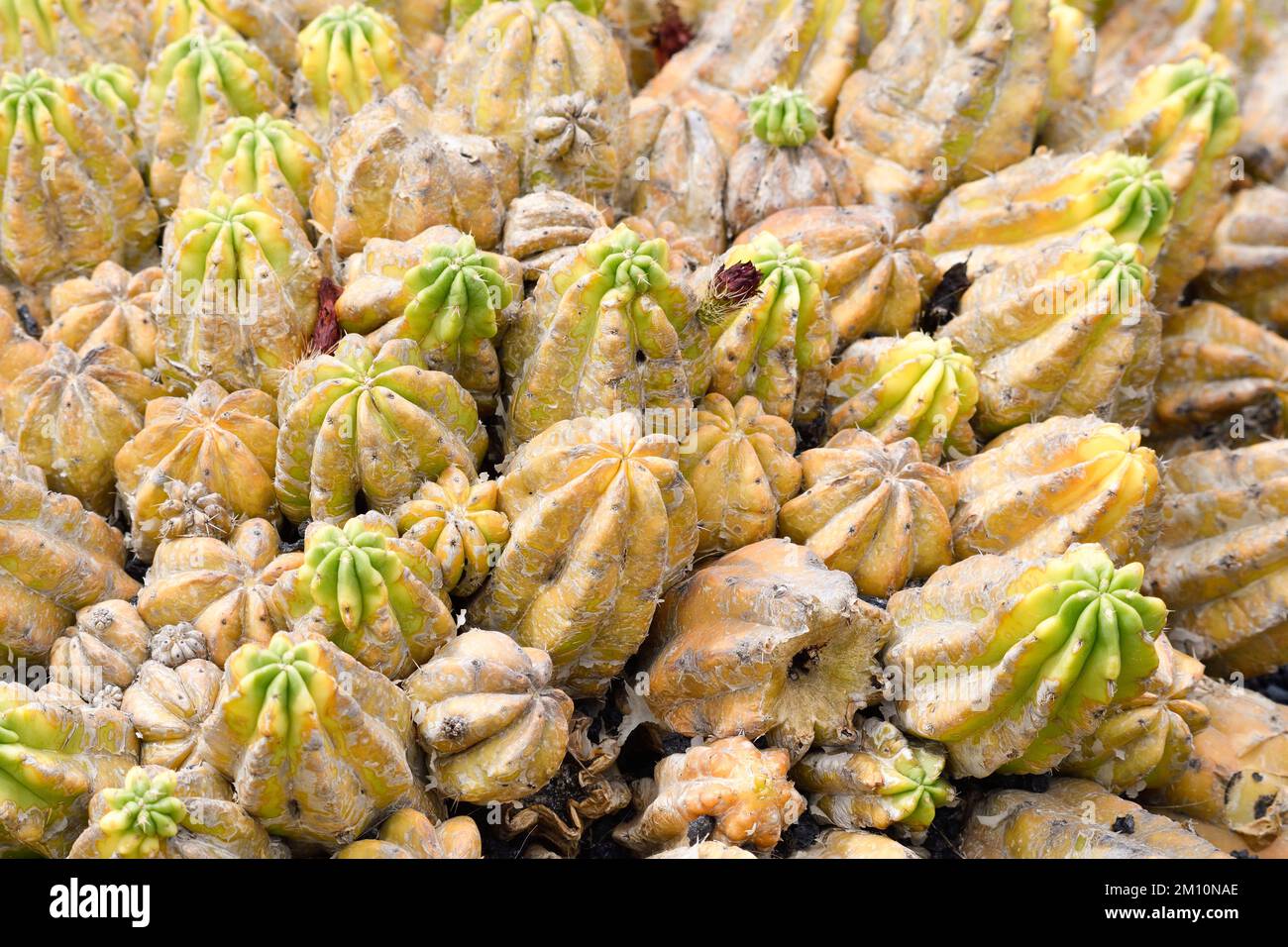 closeup of the shapes of a small cactus Stock Photo