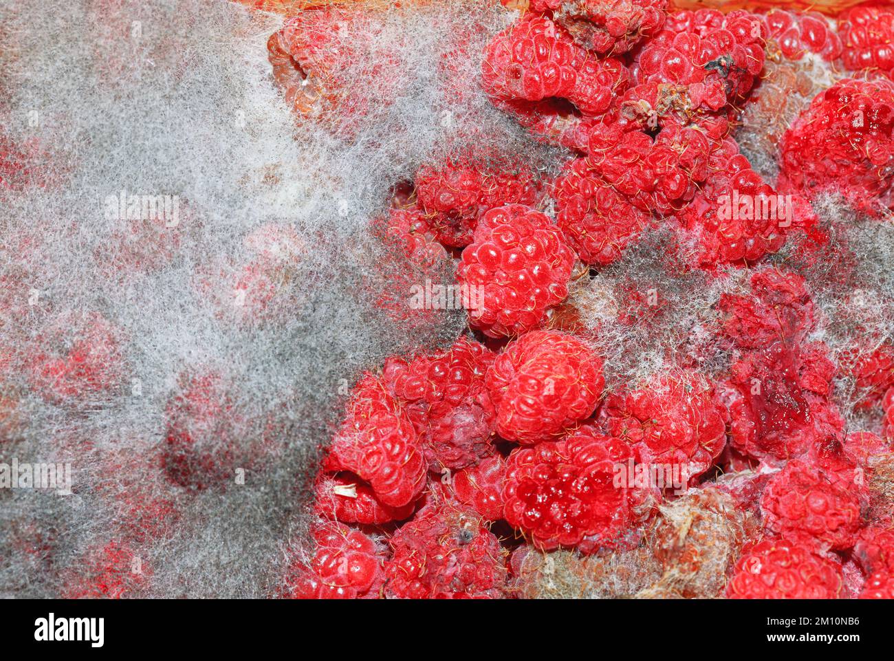 Raspberry with mold . Red berries in mildew Stock Photo