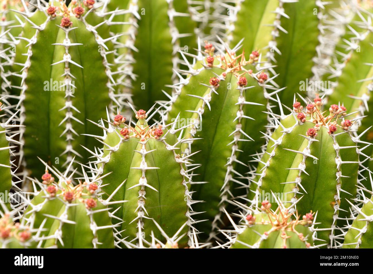 Close-up of a set of small green cacti with red flowers in their Stock Photo