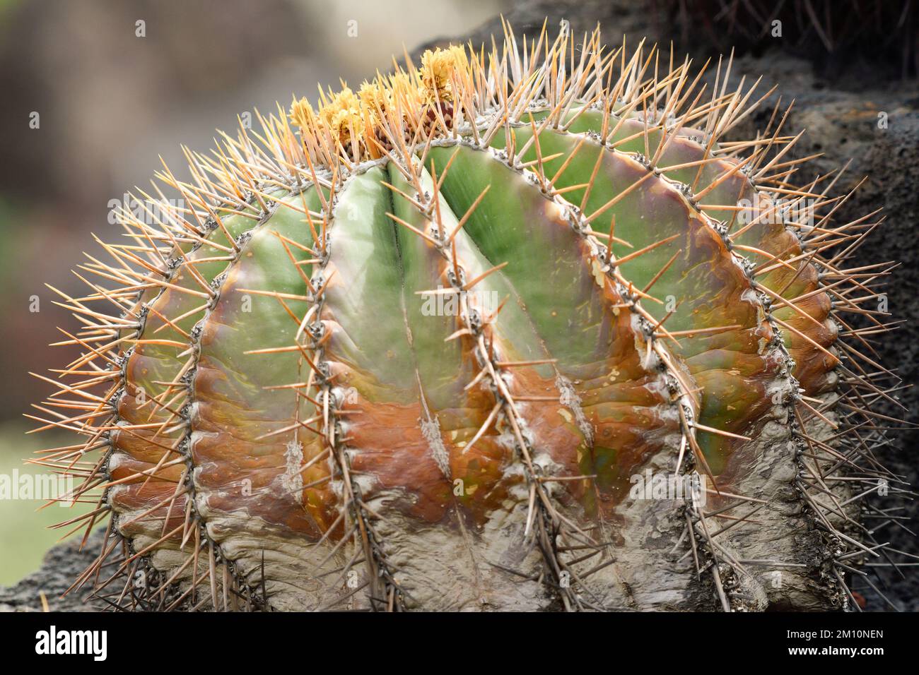 Close-up a short and stubby cactus Stock Photo