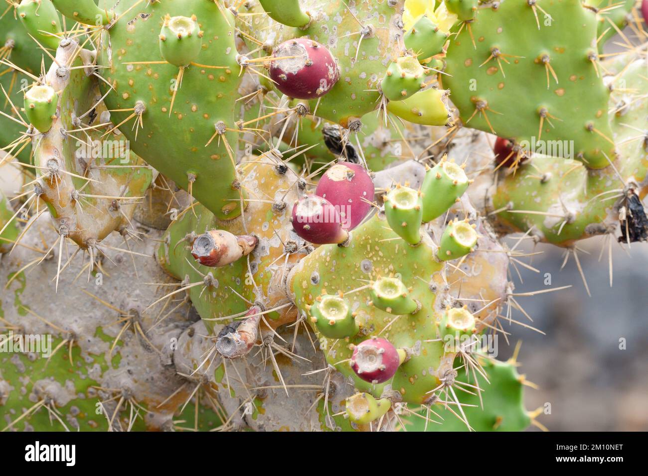 Opuntia ficus with fruits in the foreground Stock Photo