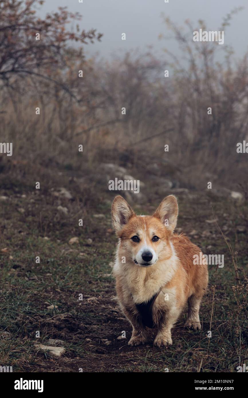 Portrait of a cute pembroke welsh corgi that got dirty in the mud on a walk in the autumn, foggy forest. Traveling with a dog Stock Photo