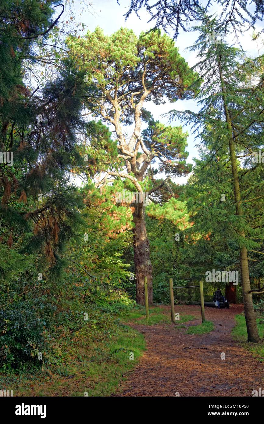 Scotts Pine, Pinus sylvestris, Heath Park, Cardiff, Wales. Stock Photo