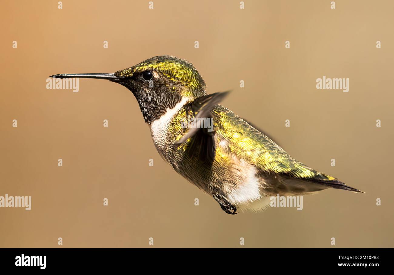 A closeup of a Hummingbird in a flight Stock Photo - Alamy