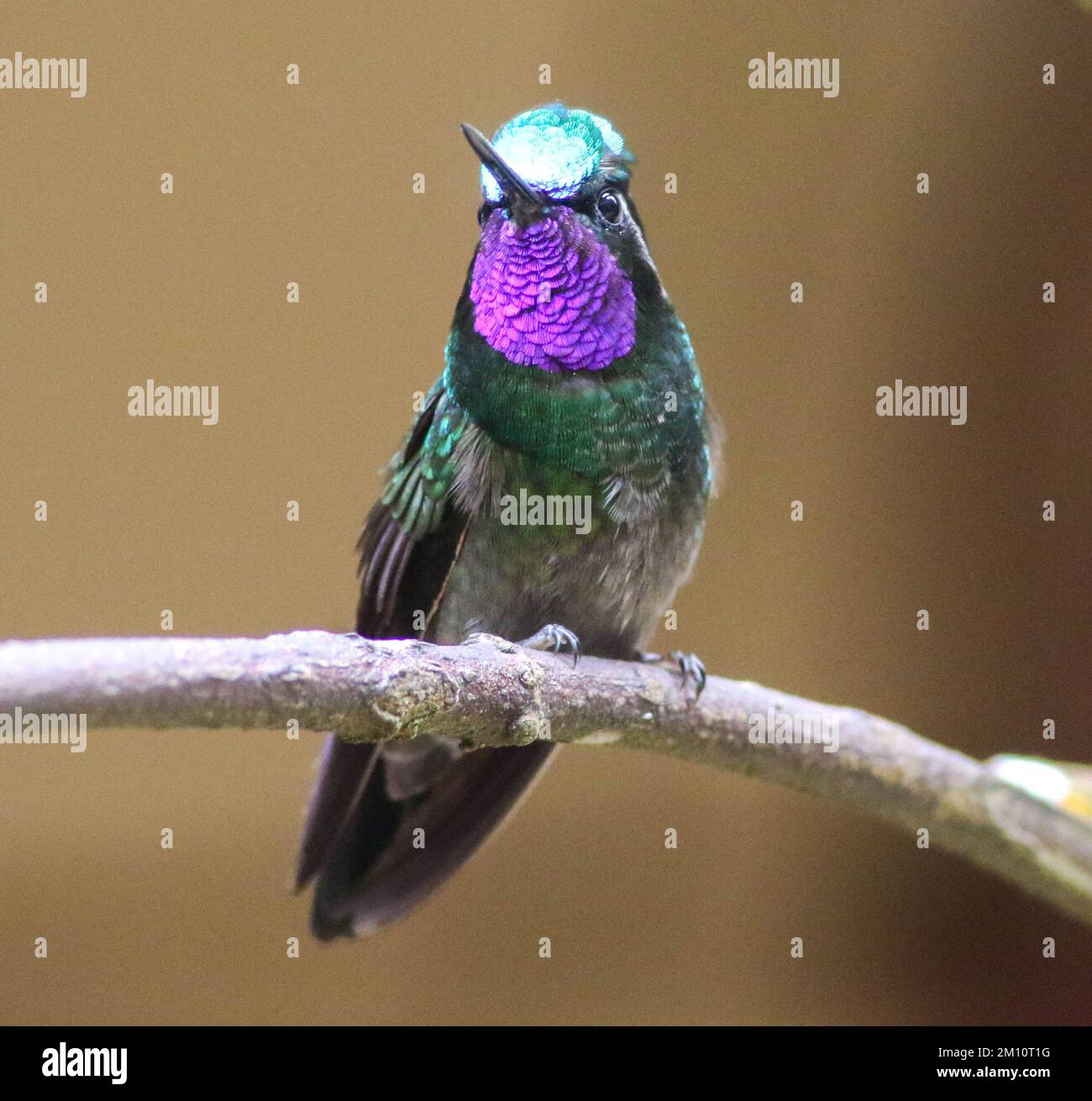 Purple Throated Mountain Gem, Hummingbird, Monteverde, Costa Rica. Stock Photo