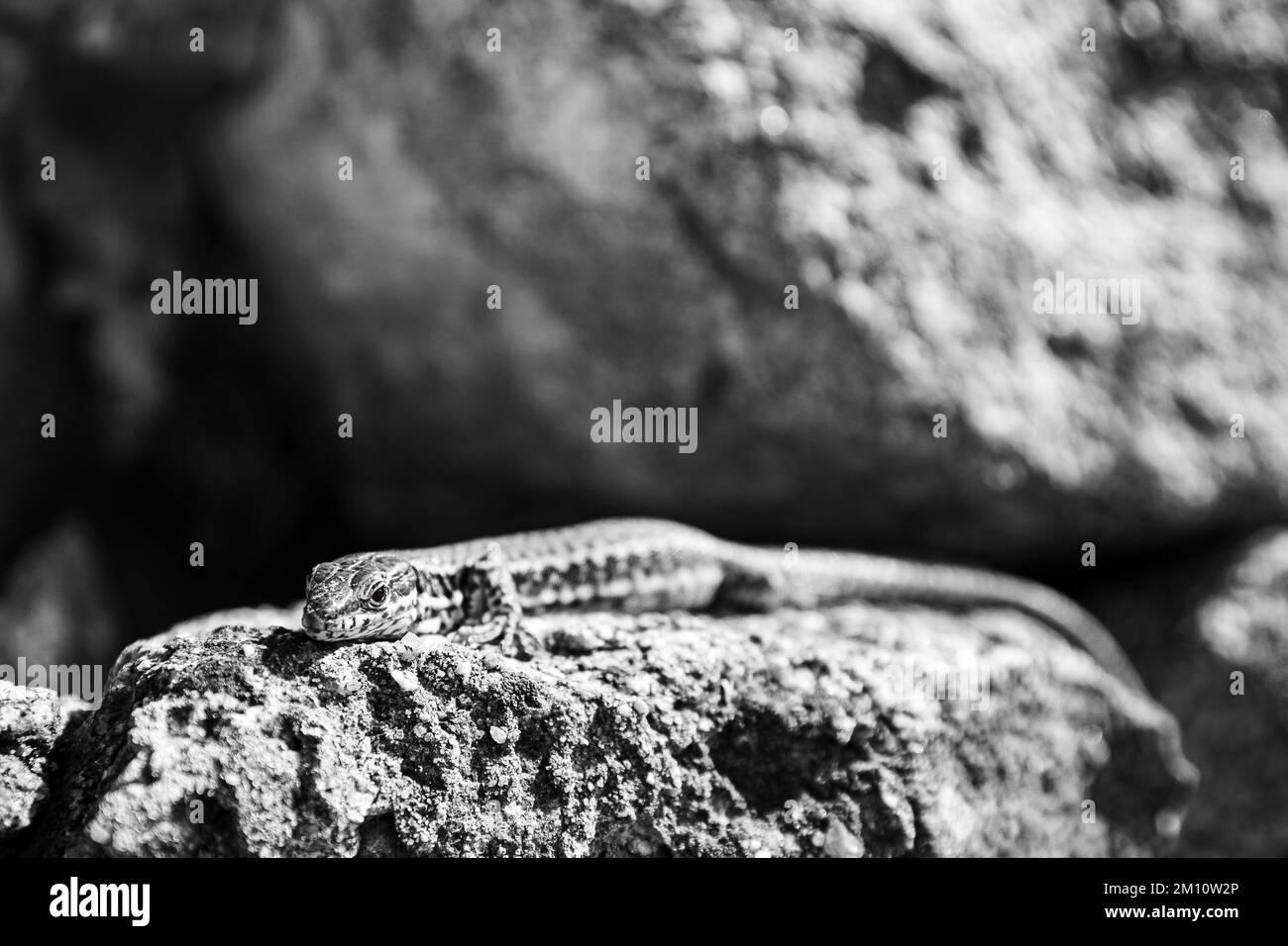 A grayscale shot of a common wall lizard lying on the rock under the sun Stock Photo