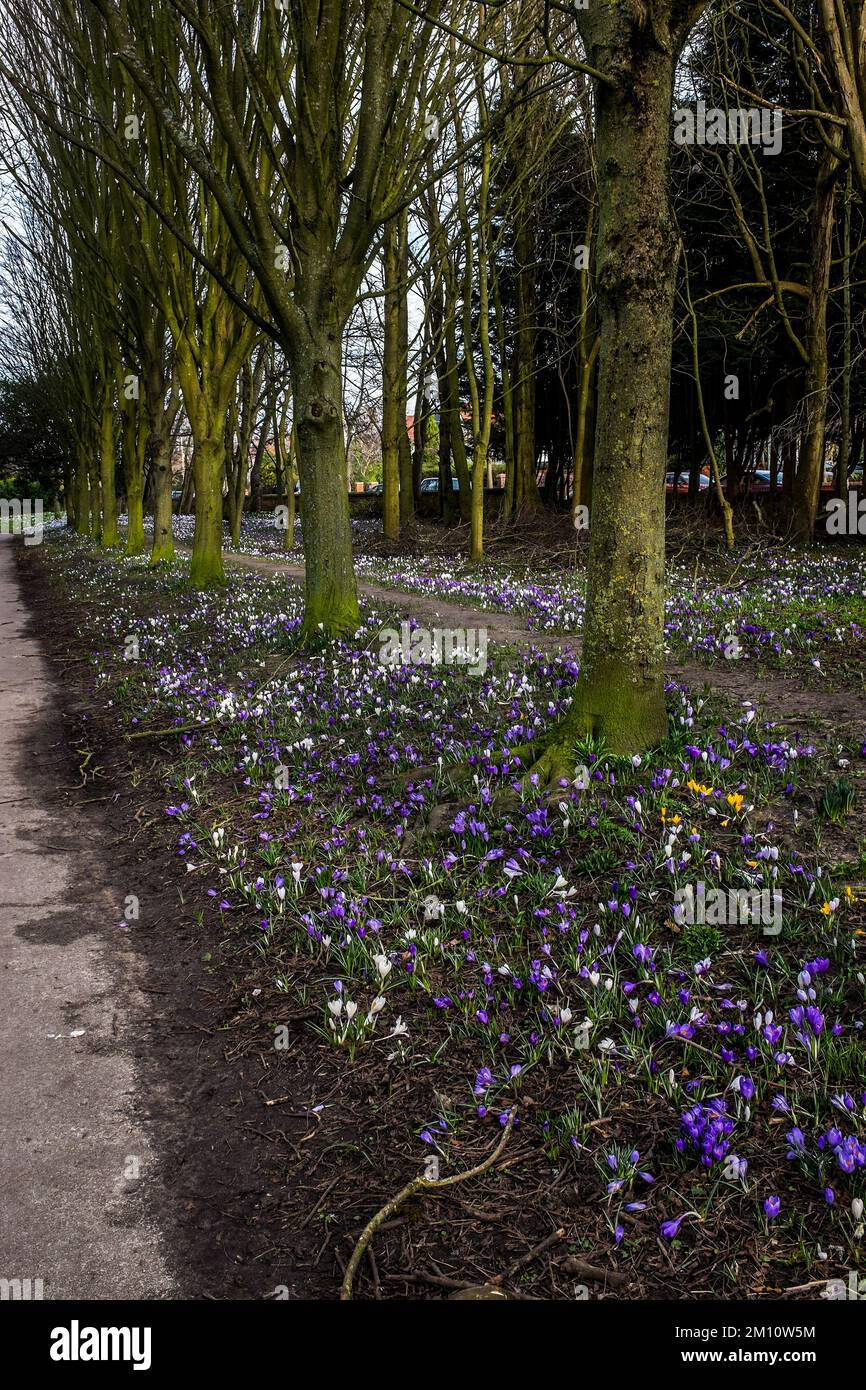 Early spring in Botanic Gardens Stock Photo - Alamy