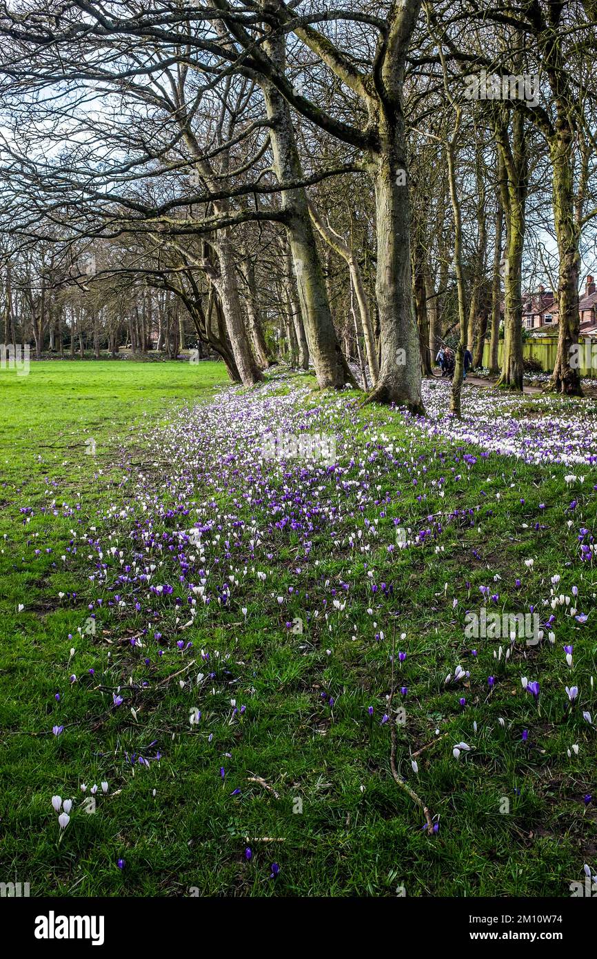 Early spring in Botanic Gardens Stock Photo - Alamy