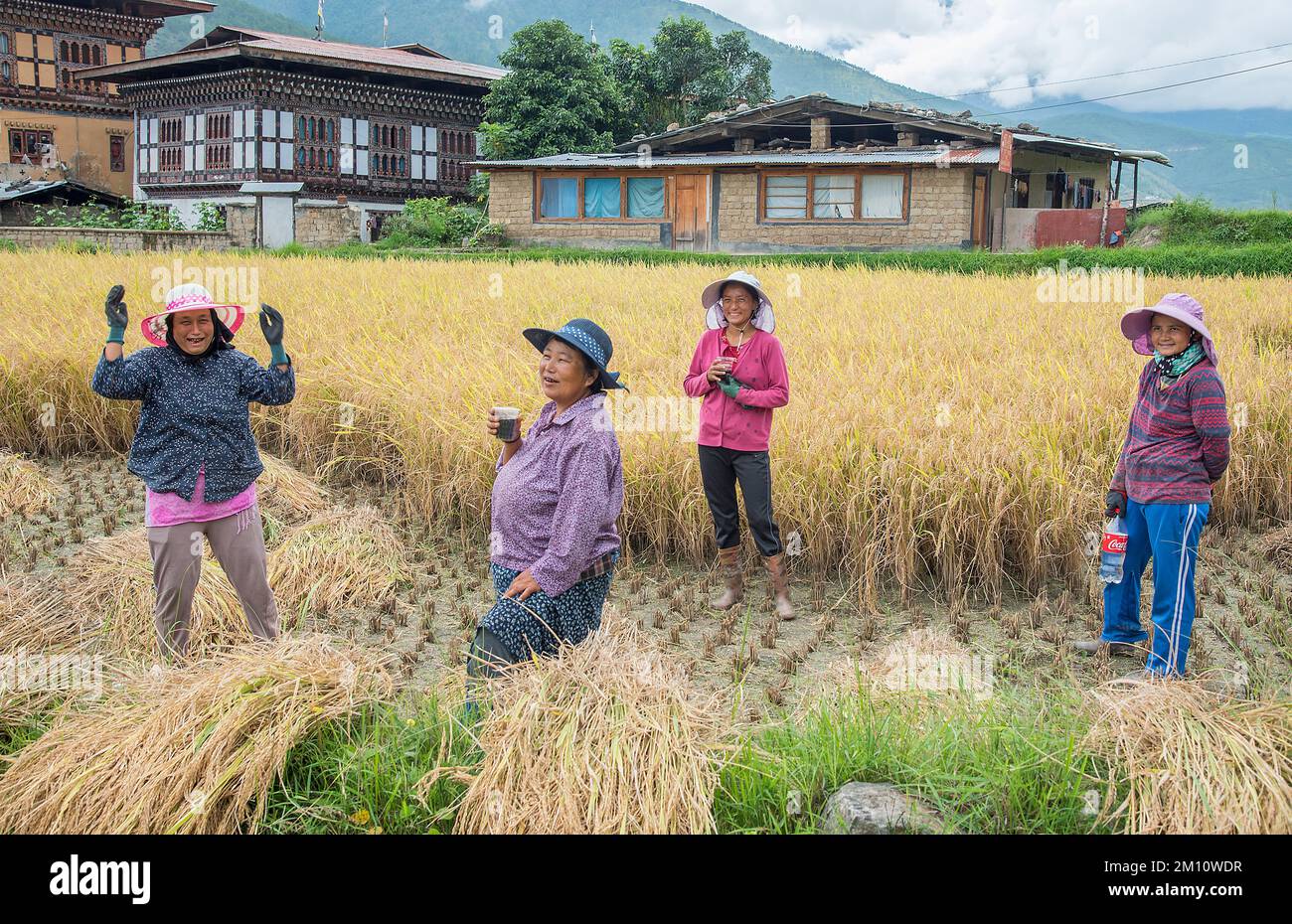 Female farmers harvest rice Lobesa Punakha Bhutan Stock Photo
