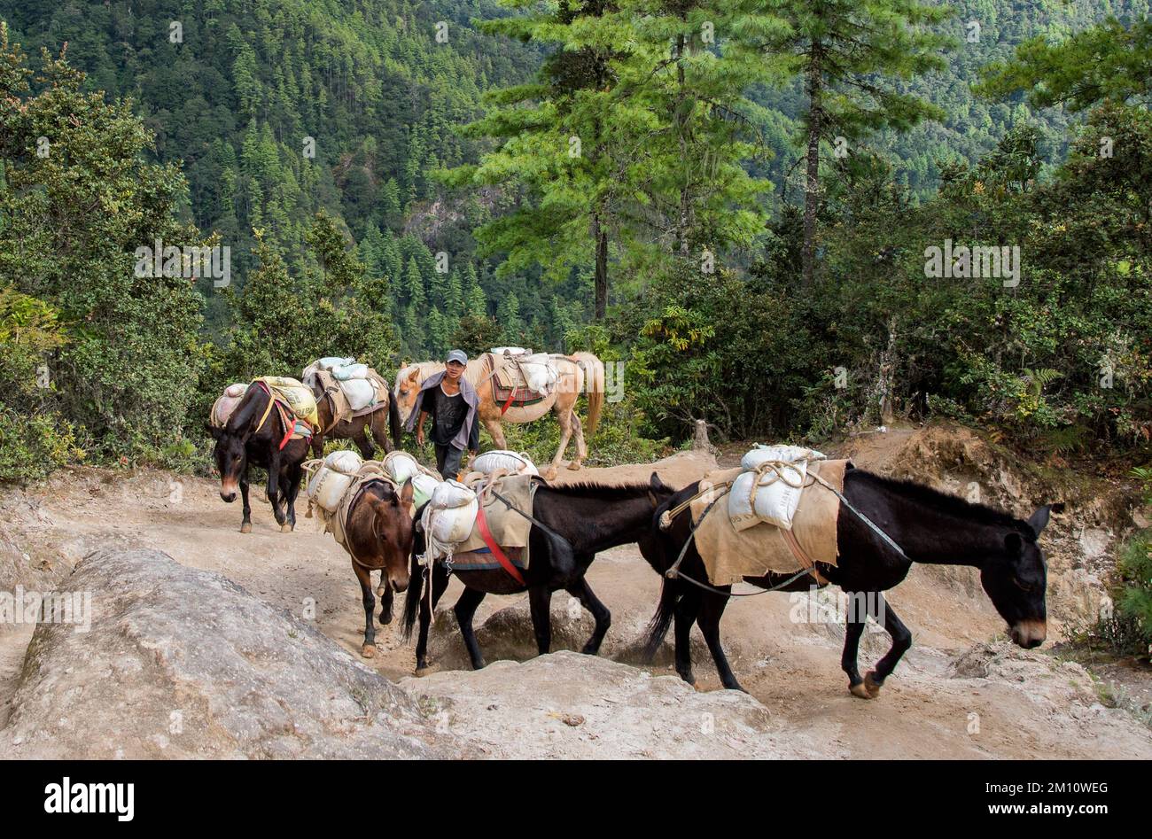 Supply horses heading up to the Dragon's Nest monastery Bhutan Stock Photo