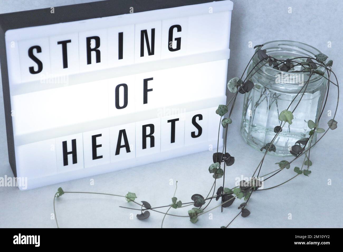 Trailing heartshaped leaves hi-res stock photography and images - Alamy