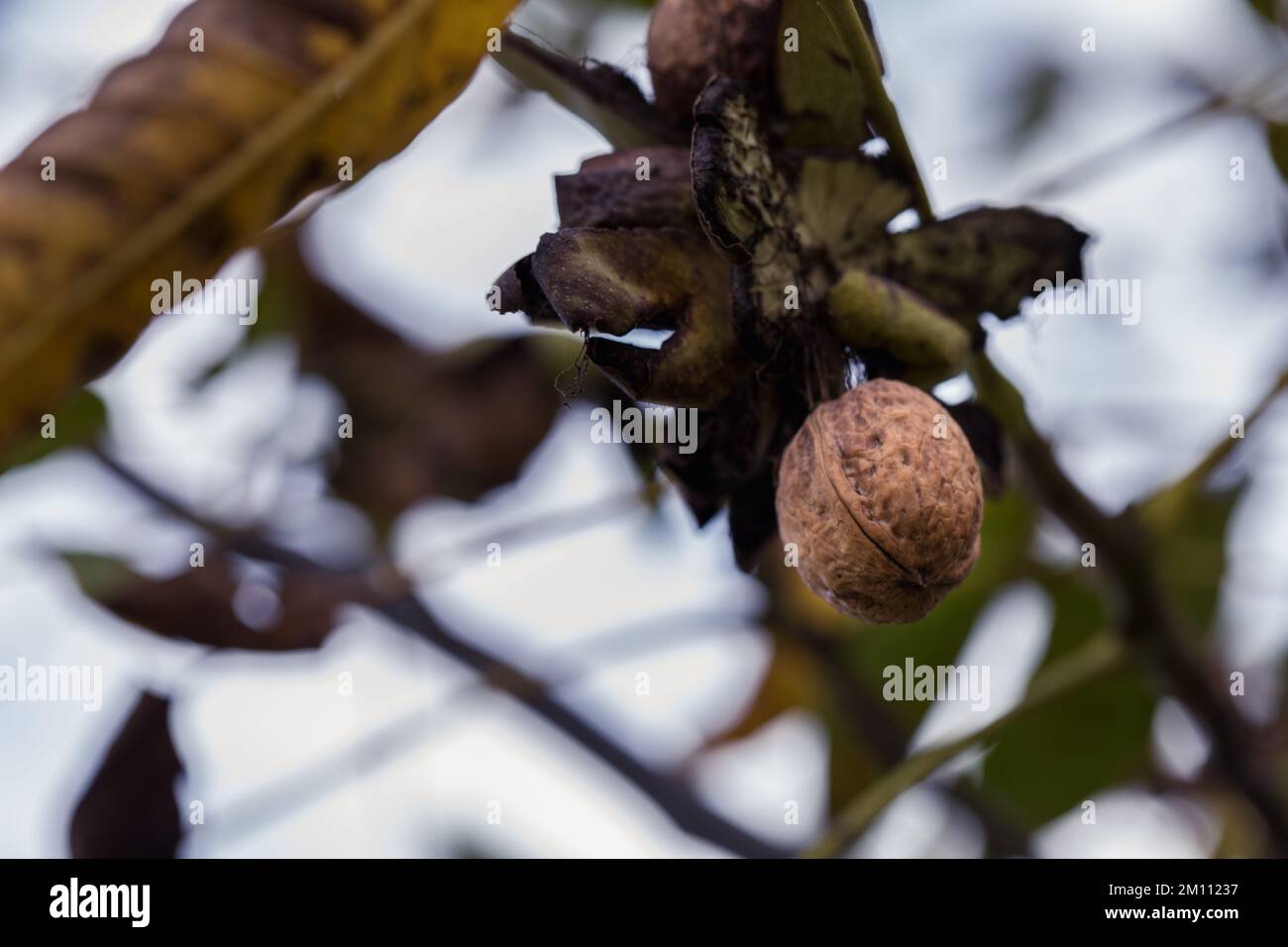 Ripe walnut in a shell on a tree branch. Stock Photo