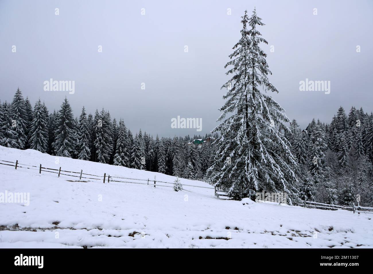 YABLUNYTSIA, UKRAINE - DECEMBER 1, 2022 - A spruce forest clings to the slope in the Carpathian Mountains in winter, Yablunytsia, Ivano-Frankivsk Regi Stock Photo