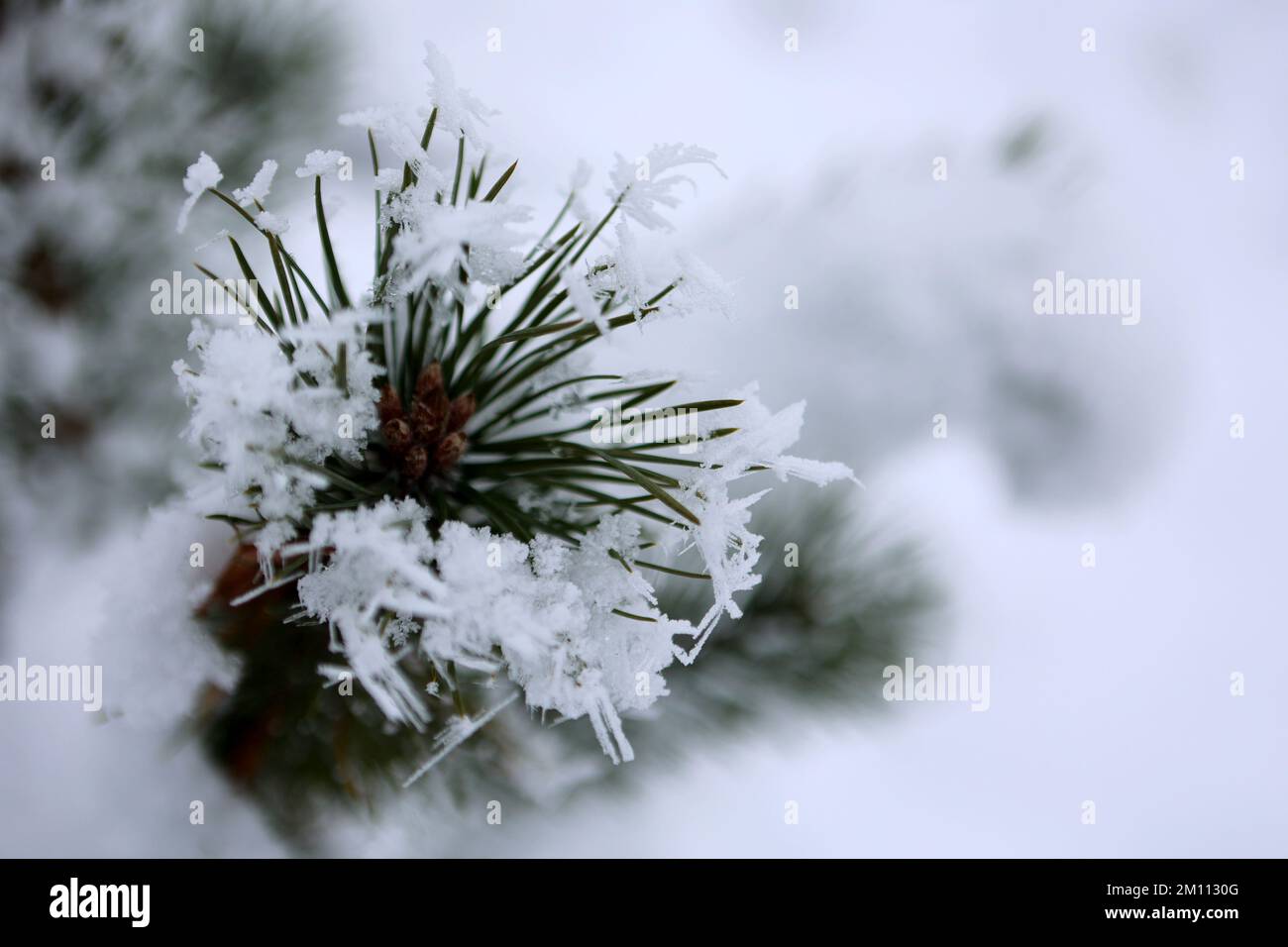 YABLUNYTSIA, UKRAINE - DECEMBER 1, 2022 - Hoarfrost covers the needles of a pine tree in the Carpathian Mountains in winter, Yablunytsia village, Ivan Stock Photo