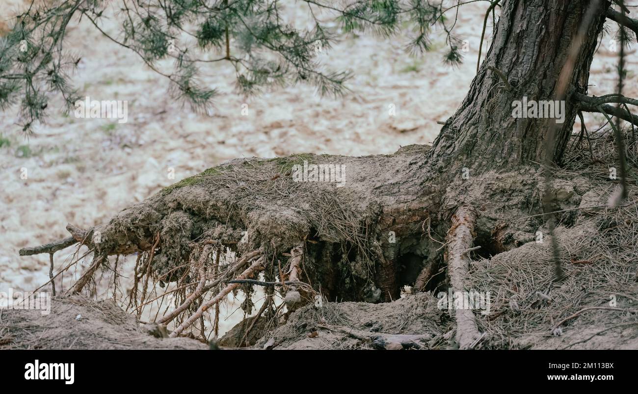 Tree roots - the concept of a falling tree in the forest among the sand ...