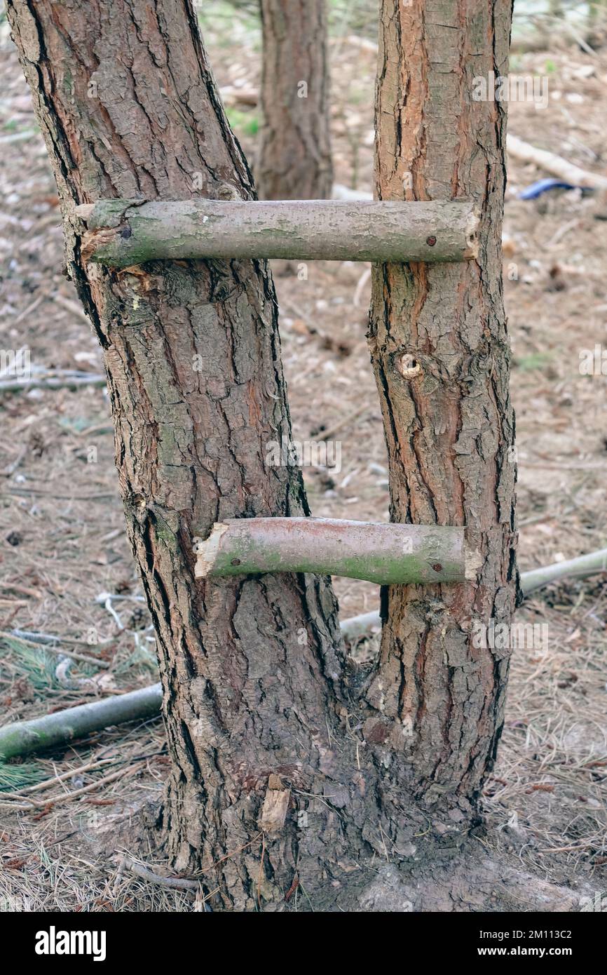 Ladder from a tree - a concept in a forest of stairs with two steps Stock  Photo - Alamy