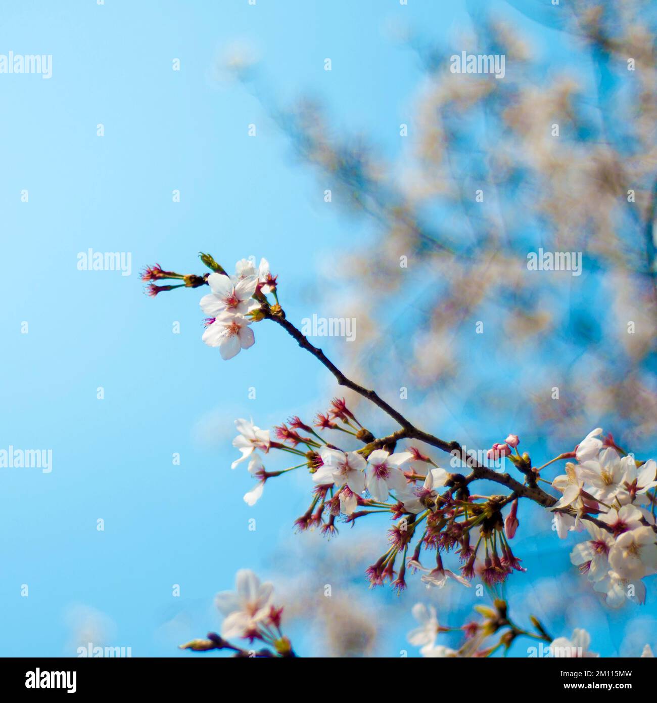 A delicate pink cherry blossom branch on the blurred background against ...